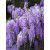 Wisteria sinensis - Lilaakác - 2db mag/csomag