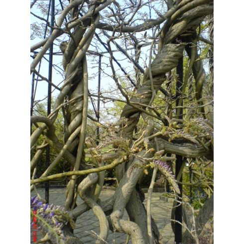 Wisteria sinensis - Lilaakác - 2db mag/csomag