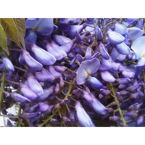 Wisteria sinensis - Lilaakác - 2db mag/csomag