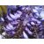 Wisteria sinensis - Lilaakác - 2db mag/csomag