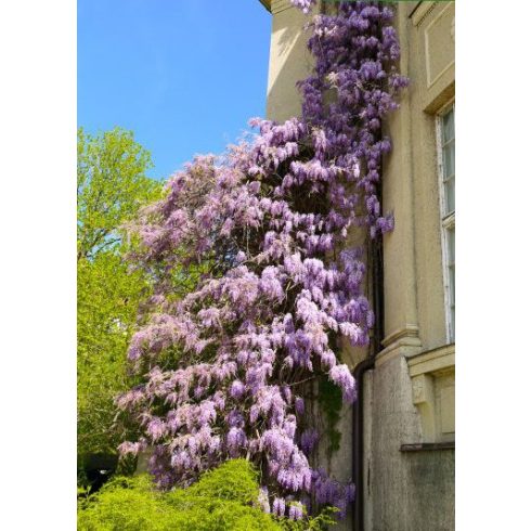 Wisteria sinensis - Lilaakác - 2db mag/csomag