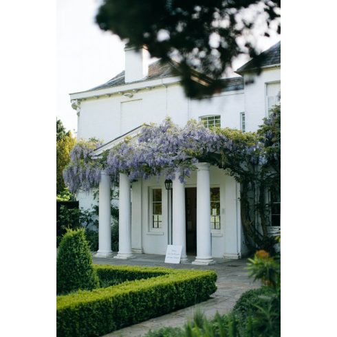 Wisteria sinensis - Lilaakác - 2db mag/csomag