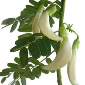   Sesbania grandiflora - Fehérvirágú Kolibrifa - 5db mag/csomag