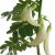 Sesbania grandiflora - Fehérvirágú Kolibrifa - 5db mag/csomag