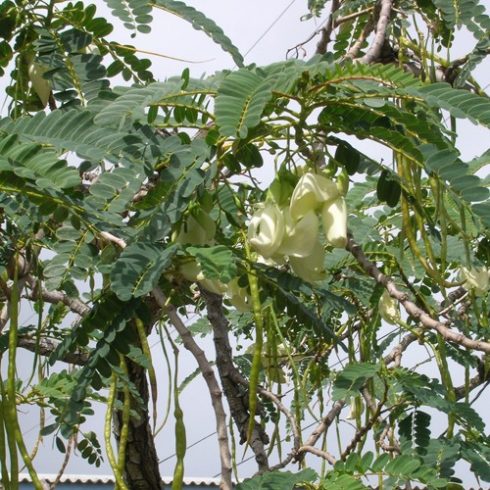 Sesbania grandiflora - Fehérvirágú Kolibrifa - 5db mag/csomag