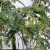 Sesbania grandiflora - Fehérvirágú Kolibrifa - 5db mag/csomag
