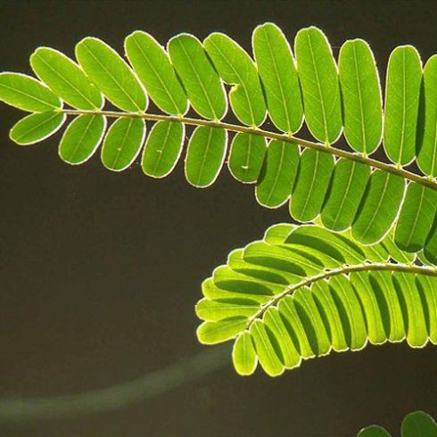 Sesbania grandiflora - Fehérvirágú Kolibrifa - 5db mag/csomag