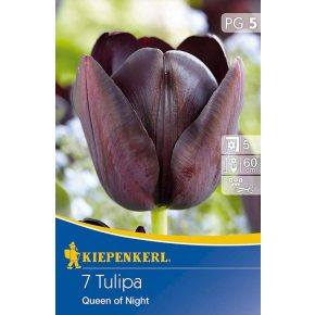 Tulipánhagyma - Queen of Night