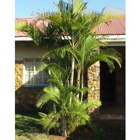   Dypsis lutescens - Golden Cane Palm, Areca Palm - 5pcs seeds/packet - goldenpalm.hu