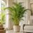 Dypsis lutescens aranynád pálma világos nappaliban szobanövényként