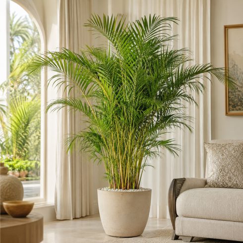 Dypsis lutescens aranynád pálma világos nappaliban szobanövényként