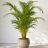 Dypsis lutescens aranynád pálma nagy dézsában napos teraszon