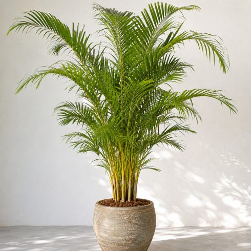 Dypsis lutescens aranynád pálma nagy dézsában napos teraszon