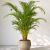 Dypsis lutescens aranynád pálma nagy dézsában napos teraszon