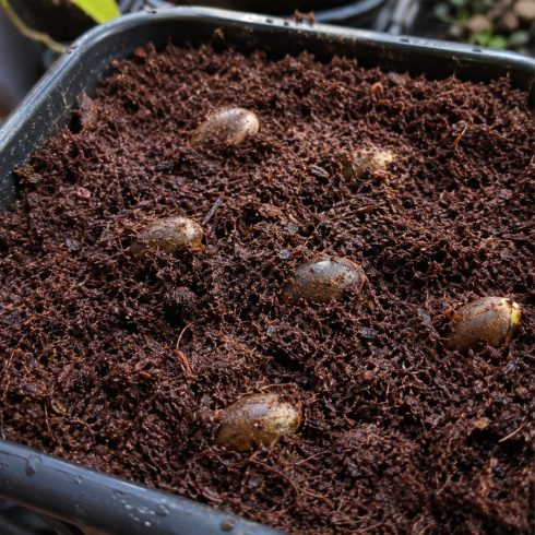 Dypsis lutescens magok elvetve nedves, laza csíráztatóközegben