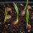 Dypsis lutescens aranynád pálma csírázó magjai friss zöld hajtásokkal