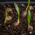 Dypsis lutescens aranynád pálma csírázó magjai friss zöld hajtásokkal