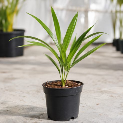 Fiatal Dypsis lutescens aranynád pálma palánta fekete nevelőcserépben