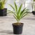 Fiatal Dypsis lutescens aranynád pálma palánta fekete nevelőcserépben