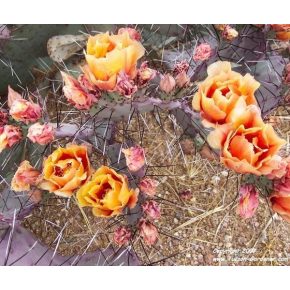   Opuntia macrocentra - Feketetüskés fügekaktusz - 5db mag/csomag