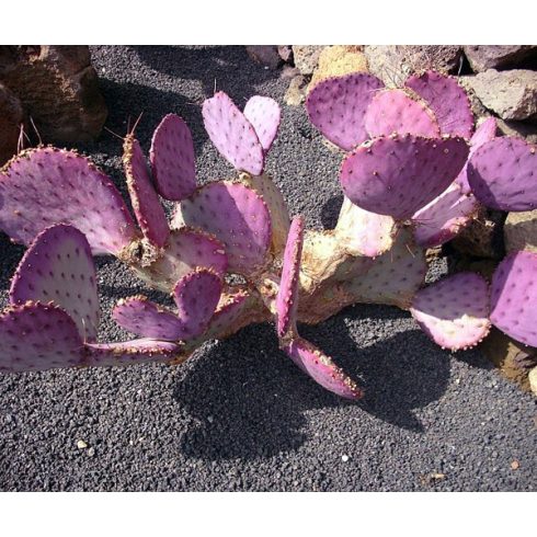 Opuntia macrocentra - Feketetüskés fügekaktusz - 5db mag/csomag