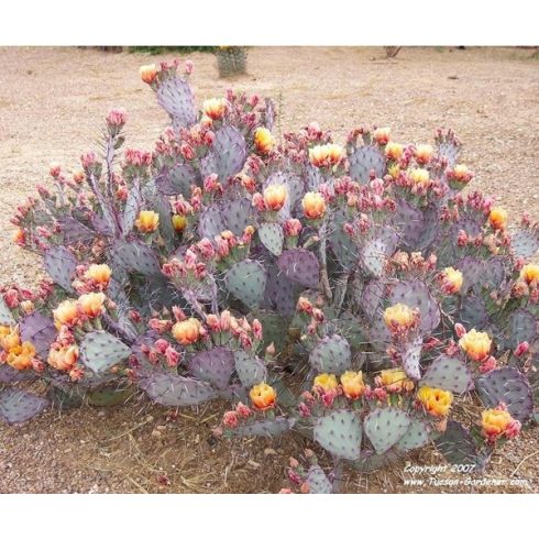 Opuntia macrocentra - Feketetüskés fügekaktusz - 5db mag/csomag