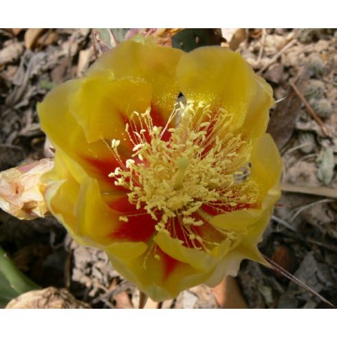 Opuntia macrocentra - Feketetüskés fügekaktusz - 5db mag/csomag