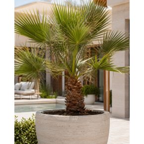   Washingtonia filifera - Fonalaslevelű Washington-pálma - 5db mag/csomag 