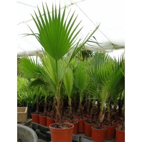   Washingtonia filifera - Fonalaslevelű Washington-pálma - 5db mag/csomag 