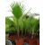 Washingtonia filifera - Fonalaslevelű Washington-pálma - 5db mag/csomag 