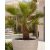Washingtonia filifera - Fonalaslevelű Washington-pálma - 5db mag/csomag 