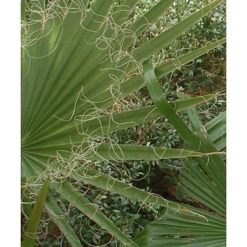 Washingtonia filifera - Fonalaslevelű Washington-pálma - 5db mag/csomag 