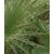 Washingtonia filifera - Fonalaslevelű Washington-pálma - 5db mag/csomag 