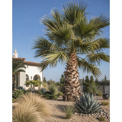 Washingtonia filifera - Fonalaslevelű Washington-pálma - 5db mag/csomag 
