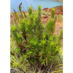 Dracophyllum mackeeanum - 5db mag/csomag