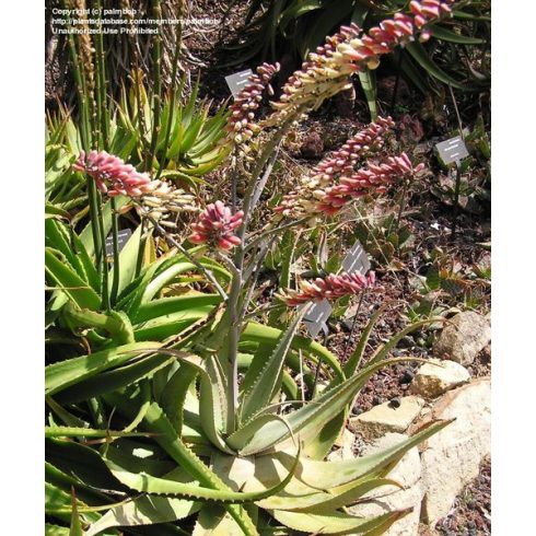 Aloe globuligemma - Gomb aloe - 5db mag/csomag