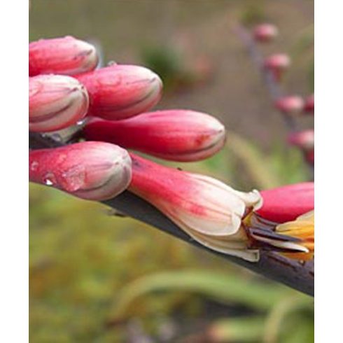 Aloe globuligemma - Gomb aloe - 5db mag/csomag