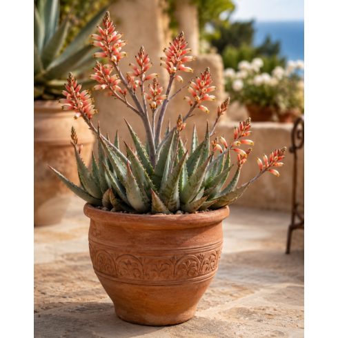 Cserepes Aloe globuligemma napos teraszon nevelt pozsgás növény