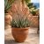 Cserepes Aloe globuligemma napos teraszon nevelt pozsgás növény