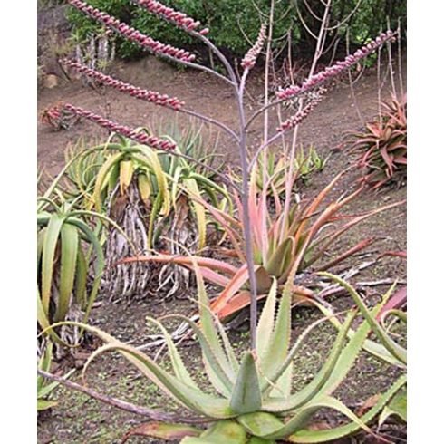 Aloe globuligemma - Gomb aloe - 5db mag/csomag