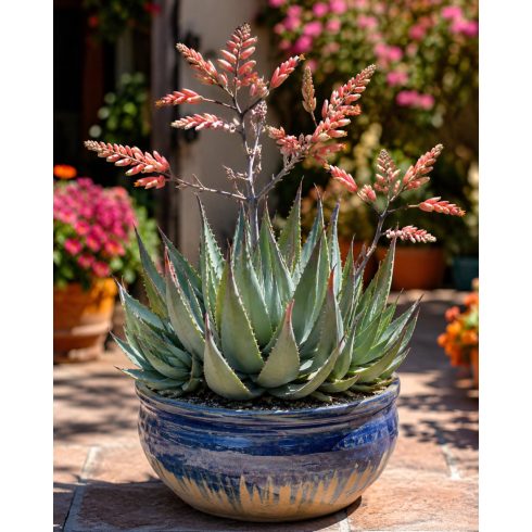 Aloe globuligemma különleges vörös-sárga virágzattal és szürkészöld levélrozettával