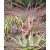 Aloe globuligemma - Gomb aloe - 5db mag/csomag