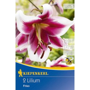Liliom 'Friso' - 2db hagyma/csomag