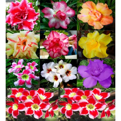 Adenium obesum  Desert Rose - 5pcs seeds/packet - goldenpalm.hu