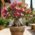 Adenium obesum  Desert Rose - 5pcs seeds/packet - goldenpalm.hu