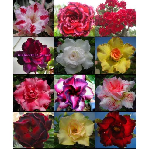 Adenium obesum  Desert Rose - 5pcs seeds/packet - goldenpalm.hu