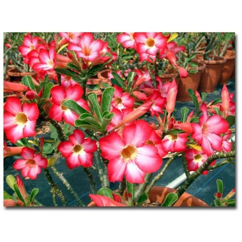 Adenium obesum  Desert Rose - 5pcs seeds/packet - goldenpalm.hu