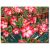 Adenium obesum  Desert Rose - 5pcs seeds/packet - goldenpalm.hu