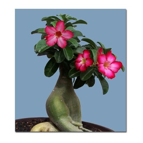 Adenium obesum  Desert Rose - 5pcs seeds/packet - goldenpalm.hu