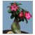 Adenium obesum  Desert Rose - 5pcs seeds/packet - goldenpalm.hu